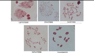 QUICK GUIDE TO MEIOTIC CELL DIVISION STAGES [upl. by Ecerehs]