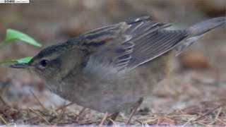 Pallass Grasshopper Warbler Locustella certhiola [upl. by Grimbly]