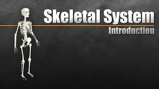 Understanding the Skeletal System [upl. by Diley57]