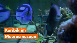 Bald öffnet das umgebaute Meeresmuseum Lassen Sie sich in die Karibik entführen [upl. by Neemsaj]