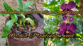 Orchid planting on wood [upl. by Esyli601]