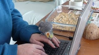 Cockatiels dont like you typing [upl. by Otrebcire]