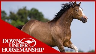 Clinton Anderson Visiting Standlee Premium Western Forage  Downunder Horsemanship [upl. by Dymphia449]