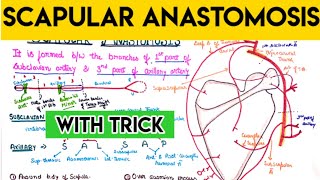 Anastomosis around scapula  scapular Anastomosis [upl. by Gerdy]