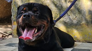 Dollar The Rott is live  Rottweiler dog show [upl. by Slemmer780]