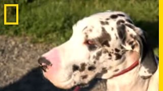 Dalmatian on the Dunes  National Geographic [upl. by Rosanne]