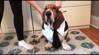 basset getting ready for work [upl. by Elocin]