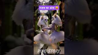 Gazab Ka Dance 🫣 shorts ytshorts shortsfeed viralvideo trendingshorts trending [upl. by Corella]