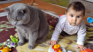 British Shorthair Cat vs Baby [upl. by Landers]