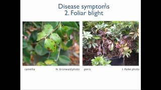 1 Introduction to Phytophthora [upl. by Mongeau339]