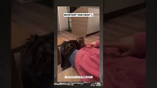 Dont do that with any pet viralvideo cat trending funny usa cute animalwelfare pets [upl. by Valley]