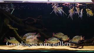 Geophagus winemilleri [upl. by Zaraf88]