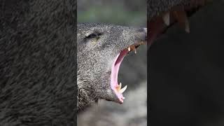 Perky Peccaries [upl. by Ginnifer413]