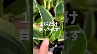 【サンスベリア】子株が出てくる😳！？植物のある暮らし 植物大好き 植物 観葉植物 [upl. by Sible]