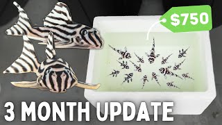 BREEDING Zebra Plecos  3 Month Update [upl. by Justina967]