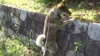 20150520Shikoku dog protected Japanese dog species quotまるうMaruuquot performs rockclimbing [upl. by Gurolinick537]