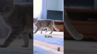 The Cat Wiggle Explained cats cute funnyanimals pets cat catlover wiggle youtubeshorts [upl. by Knick]