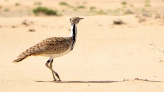 Houbara Bustard  The Asian Houbara Bustard  Endangered Desert Bird [upl. by Anaujnas]