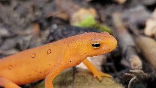 How to Care for Newts and Salamanders A General Care Guide Part 1 [upl. by Idid]