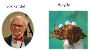 habituation to repeated stimulus at the level of the synapse Erik Kandel experiment on Aplysia [upl. by Ul161]