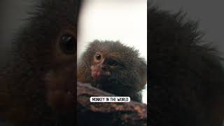 Meet The Pygmy Marmoset [upl. by Amend]