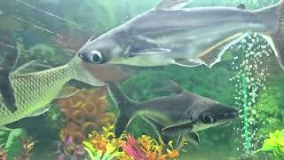 Shark catfish in aquarium [upl. by Virginie290]