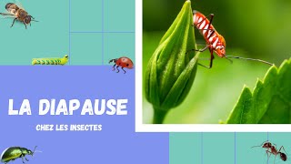 🦋 🐝 La diapause chez les insectes 🐞🦗 [upl. by Ahseyk]