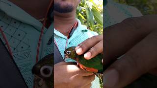 Black cap conure price ❤️😯🦜 birds seramporepetmarket parrot blackcappedconure trendingshorts [upl. by Wilkinson261]