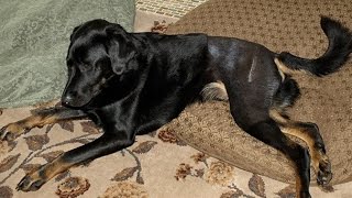 Home Remedies for Hip Dysplasia In Dogs [upl. by Abner]