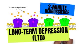 2Minute Neuroscience LongTerm Depression LTD [upl. by Aicel]