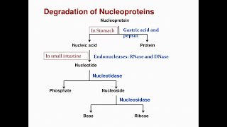 Nitrogenous bases obtained from Degradation of Nucleoproteins Purines and Pyrimidines [upl. by Ramaj]