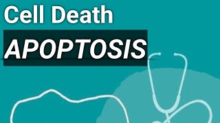 Apoptosis type of cell death robbins pathology [upl. by Kotick]