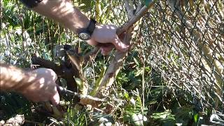 How to prune Cornus alba Dogwood [upl. by Joyce]