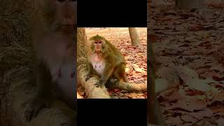 Giving birth mom monkey monkeylove animal [upl. by Akenna272]