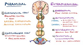 Extrapyramidal and Pyramidal Tracts  Descending Tracts of the Spinal Cord  Includes Lesions [upl. by Nnahgiel853]