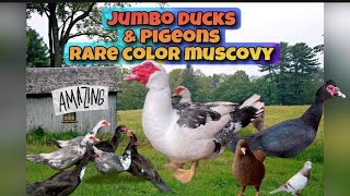 Jumbo ducks and pigeon Rare color muscovy [upl. by Guerra]