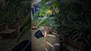 Loro Que Habla Dice Carlos 🦜 Loros Hablando Shorts animals parrot viral loro mascotas parati [upl. by Arinay385]