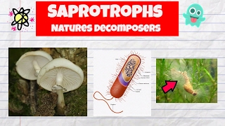 Saprotrophs ExamplesDecomposersFungiBacteriaWater mold [upl. by Nala208]