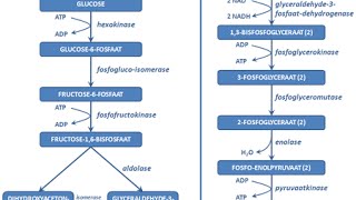 Glycolyse [upl. by Itsym]