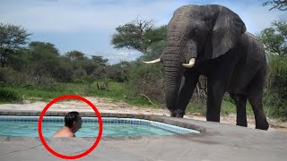 30 Scariest Elephant Encounters of the Year [upl. by Wenoa]