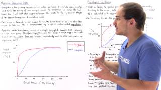 Myoglobin vs Hemoglobin Dissociation Curve [upl. by Ynohtona]