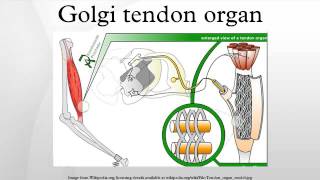 Golgi tendon organ [upl. by Schuman]