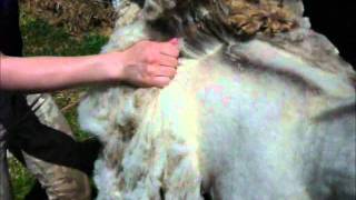 Rooing a Shetland sheep [upl. by Yreffej]