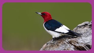 Redheaded Woodpecker [upl. by Acimot743]