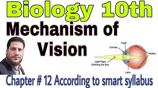 Class 10th Biology Mechanism of vision [upl. by Enelyam160]