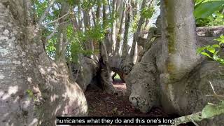 Plant Diversity Tour  Silk Floss Tree amp Baobab Tree [upl. by Ahsinoj]