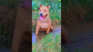 So cute puppy dog shorts trending ytshorts viralvideo viralshorts dog [upl. by Aicnetroh]