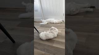 Donut and Pancake always become rolypoly’s when the floors are freshly mopped 🤣 any ideas why [upl. by Ahsenav592]