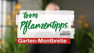 toom Pflanzentipps – GartenMontbretie toom Baumarkt [upl. by Genna472]