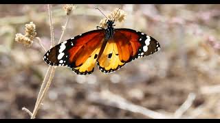 Lesvos Butterflies  Plain Tigers  Lesvos  Greece October 2024 [upl. by Kellen951]